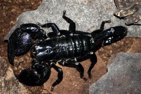 10 Most Dangerous Scorpions In The World
