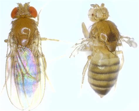 Drosophila Melanogaster Wild Type Michael Ashburner Archive The