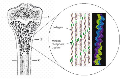 Bone Mineral Structure Duer Research Group