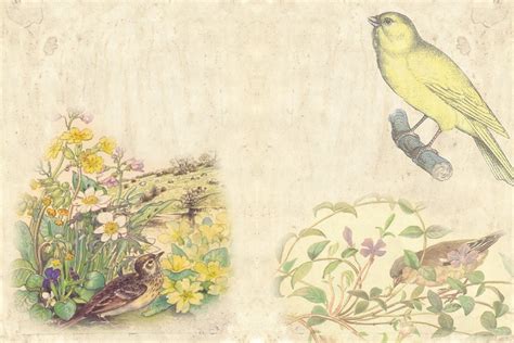 Vintage Birds Backgrounds By The Paper Princess Thehungryjpeg