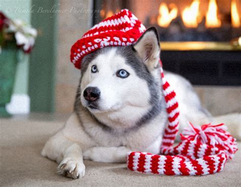 Siberian Husky With Christmas Hat Siberian Husky Husky Christmas Hat