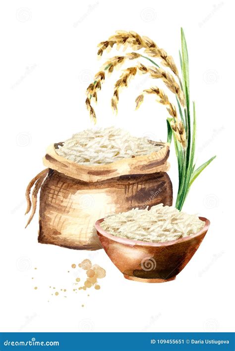 White Rice Vertical Composition Watercolor Hand Drawn Illustration