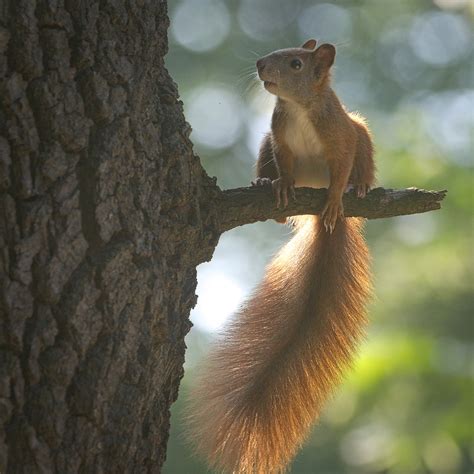 Red Squirrel Red Squirrel Sciurus Vulgaris Perched On A Flickr