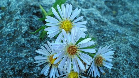 Wallpaper Flowers Stone Evening Nature Hd Picture Image