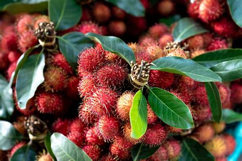 Incredible Benefits Of Rambutan For Your Well Being