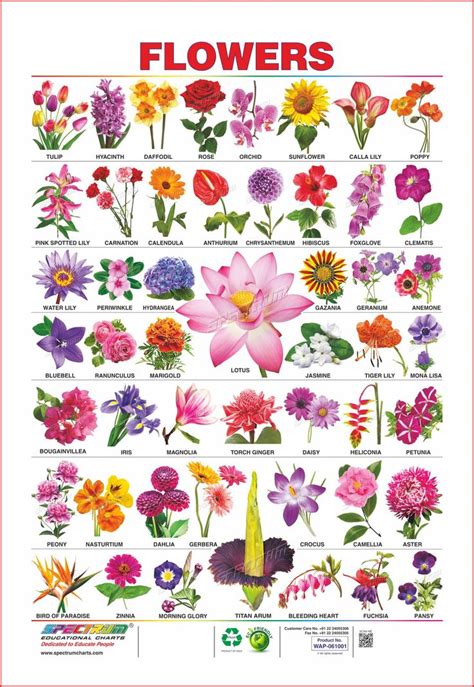 Spectrum educational charts chart 105 flowers 1. flowers, tulip, hyacinth, daffodil, rose, orchid ...