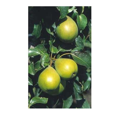 Buy Pear Communis Doyenne Du Comice Pyrus In The Uk Pear Fruit