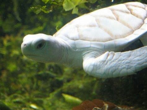 Albino Tortoise Reptiles And Amphibians Mammals Primates Beautiful