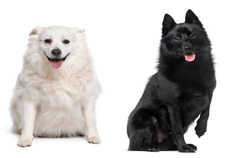 Schipperke Breed Types Prices Personality And More
