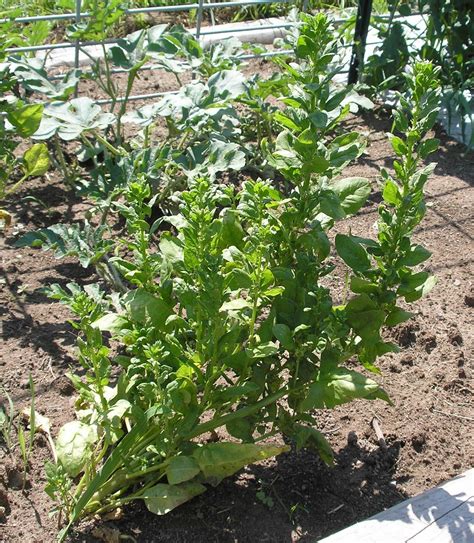 Plant your spinach seeds 1/2 to 1 inch deep and no more than twelve to fifteen seeds per foot of garden row. The Cheerful Agrarian: Sowing Seeds the Easy Way