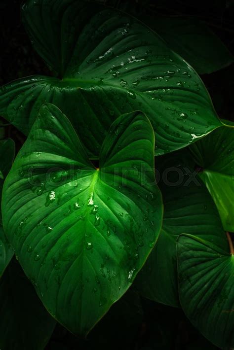 Large Foliage Of Tropical Leaf In Dark Stock Image Colourbox