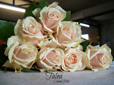 Talea Rose Rose Varieties Rose Wonderful Flowers