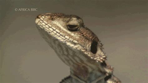 Lizard  Find And Share On Giphy