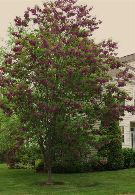 However, some consider the plant to be a cross between r. Tree Identification: Robinia x ambigua 'Purple Robe ...