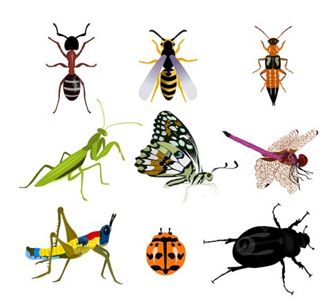 Conjunto De Muchos Hermosos Insectos Sobre Un Fondo Blanco Png Dibujos
