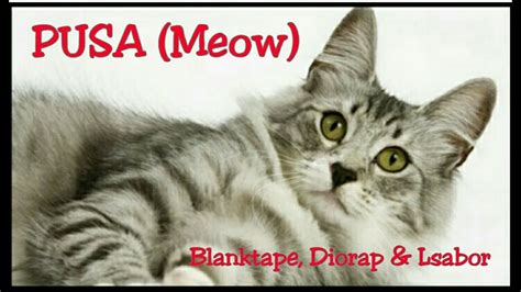 Blanktape Pusa Meow With Diorap And Lsabor Audio Youtube