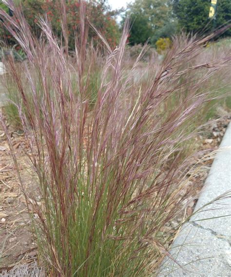 Native Grasses For Southern California Finegardening Drought