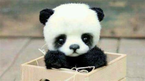 Foto De Pandas Fofos