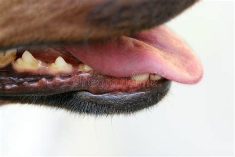 Dogs Teeth And Tongue Stock Image Image Of Tongue Clean 5859995