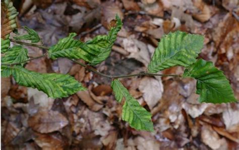 Beech Leaf Disease Invasive Species Centre