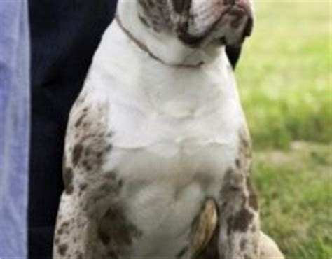 The alapaha blue blood bulldog is an ideal animal for those who like a dog that is both pet and guard dog for their home. Alapaha Blue Blood Bulldog Info, Temperament, Puppies ...