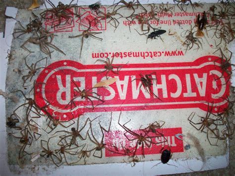 Your job is to keep insects, rodents, reptiles, and other creatures away from your clients' homes and kincaid has partnered with west bend insurance to offer complete insurance coverage for the unique business needs of pest control professionals. pest control - How do I set up a massive spider glue trap ...