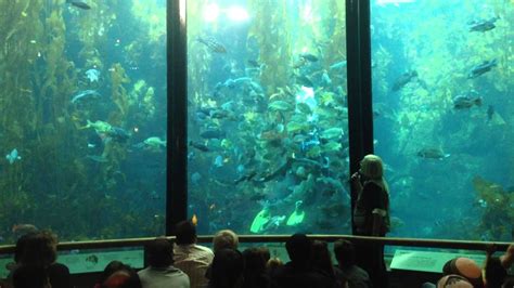 Monterey Bay Aquarium Kelp Forest Feeding Program Youtube