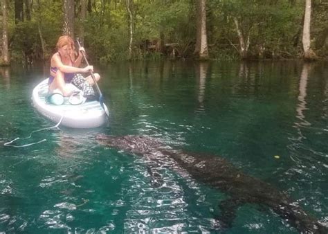 Neuheit Abhalten Appal Silver Springs State Park Alligators Surrey