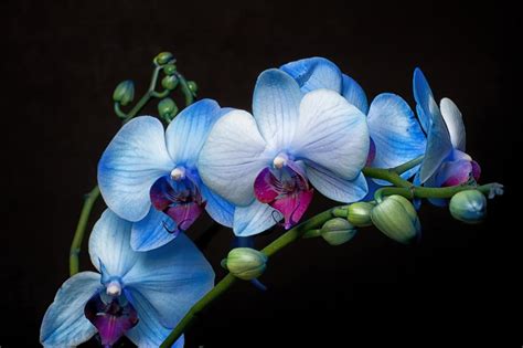 Blue Orchids Blue Orchid Flower Orchid Flower Blue Orchids