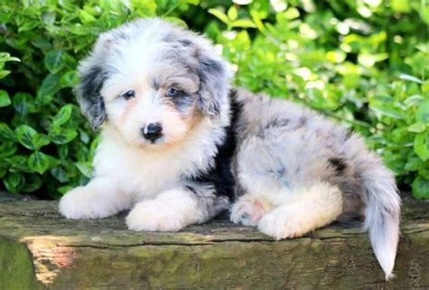 Aussiedoodle History Temperament Care Training Pictures