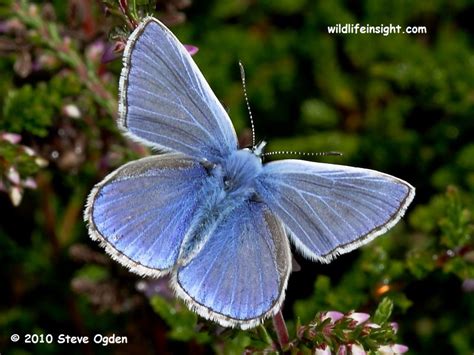 The Common Blue Butterfly And Caterpillar Polyommatus