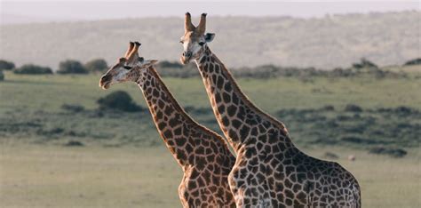 The Long Neck Of Giraffes Actually Hides A Fierce Sexual Weapon ~ Archyde