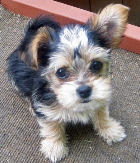 We did not find results for: Martini the Yorkie Mix | Shorkie puppies, Yorkie mix, Puppies
