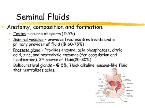 Urinalysis And Body Fluids Unit 5 Seminal Fluid