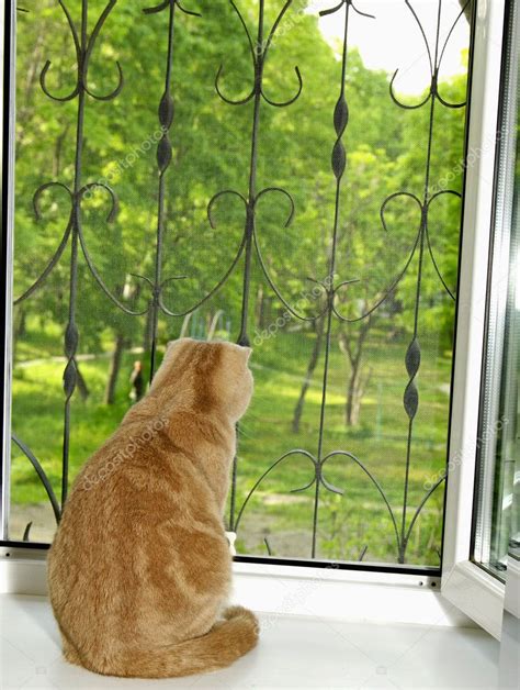 Cat Sitting On A Window Sill — Stock Photo © Papa1266 5907341