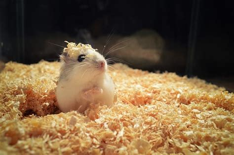 Japanese Hamster Names 180 Japanese Names For Your Hamster