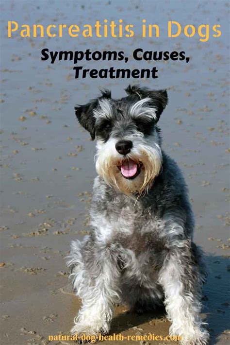 Check spelling or type a new query. Pancreatitis in Dogs - Symptoms, Causes and Treatment