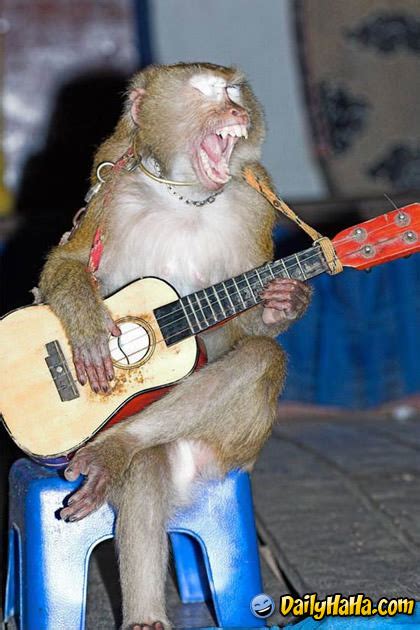 Monkey Jamming On Guitar