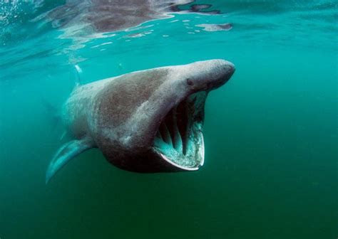 Ocean Giants 15 Of The Largest Sea Animals In The World