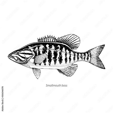 Smallmouth Bass Hand Drawn Outline Vintage Vector Illustration