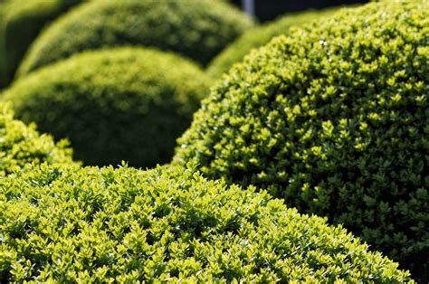 Pictures Of Evergreen Shrubs