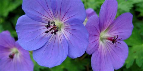 Maybe you would like to learn more about one of these? 10 Most beautiful perennial flowers | Easy growing tips ...