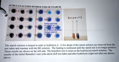 Solved Acid Catalyzed Hydrolysis Of Starch Benedicts Lodine Spot