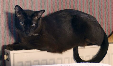 Ad/Ntr BCR Classes 1 to 8 - TONKINESE BREED CLUB APRIL WEB ...