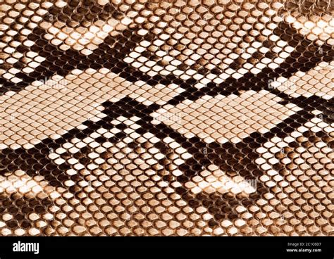Snake Skin Texture Close Up Stock Photo Alamy