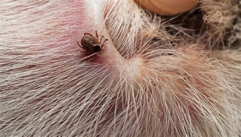 7 Tiny Black Bugs On Dogs No These Are Not Fleas