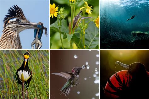2020 Audubon Photography Awards Winners Display The Magic Of Avian Life
