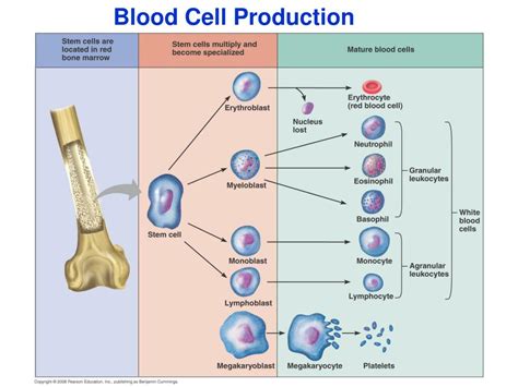 Ppt Blood Powerpoint Presentation Free Download Id5858629