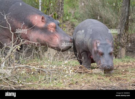 Hippo Mother Having A Smell Stock Photo Alamy