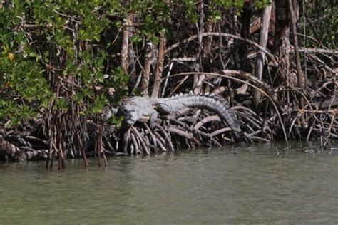 10 Best Things To Do In Everglades National Park